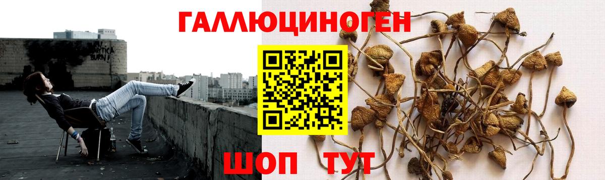 Псилоцибиновые грибы Psilocybe Псков